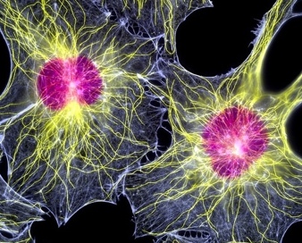 Регенеративная медицина — поможет вырастить утраченные конечности